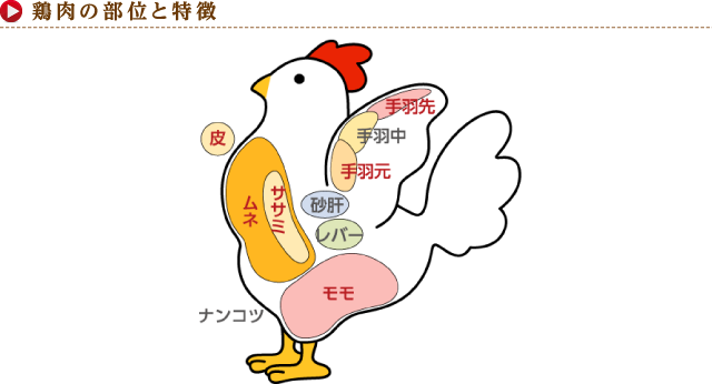 鶏肉の部位と特徴
